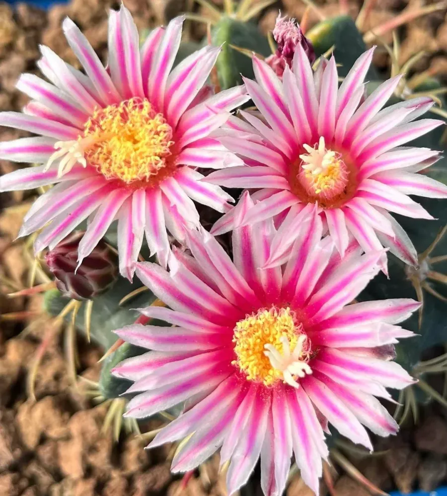 Ferocactus macrodiscus