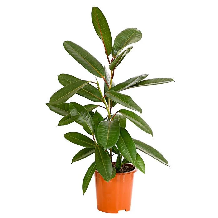 Ficus americana subsp. guianensis (2-3 plante/ghiveci)