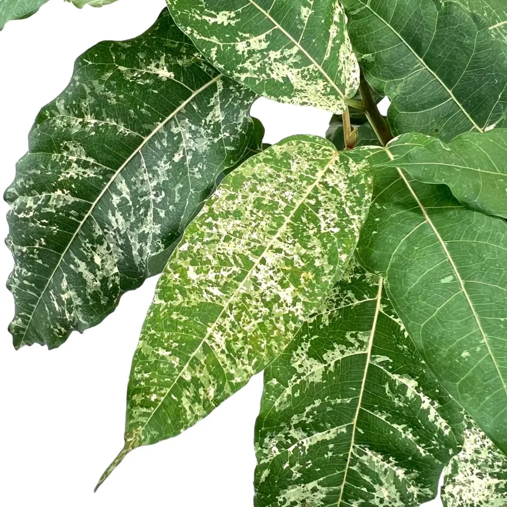 Ficus aspera 'Variegata' 2pp