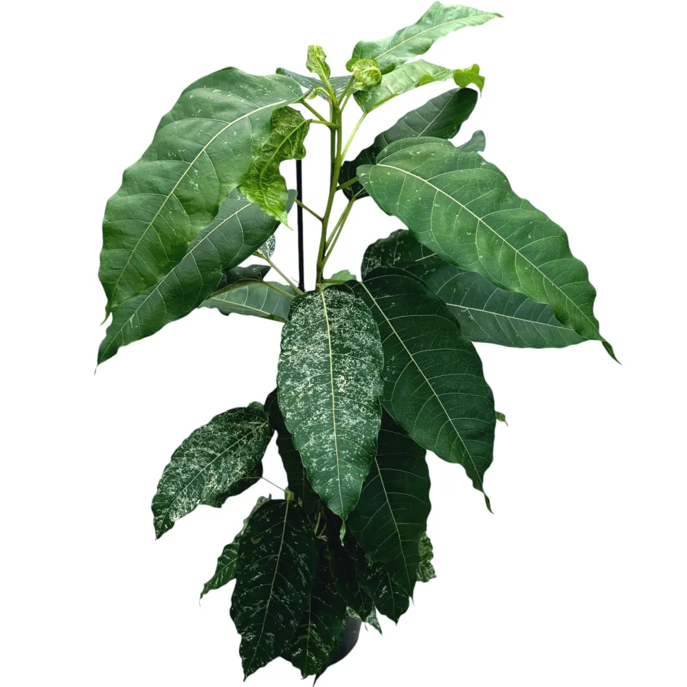 Ficus aspera 'Variegata' 2pp