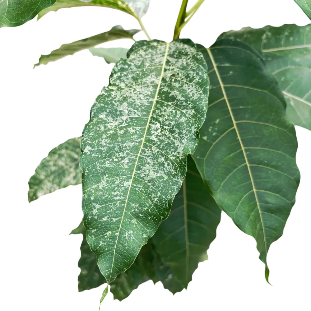 Ficus aspera 'Variegata' 2pp