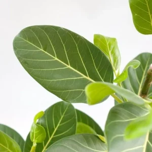 Ficus Audrey (Ficus benghalensis, Banyan fig) *babyplant