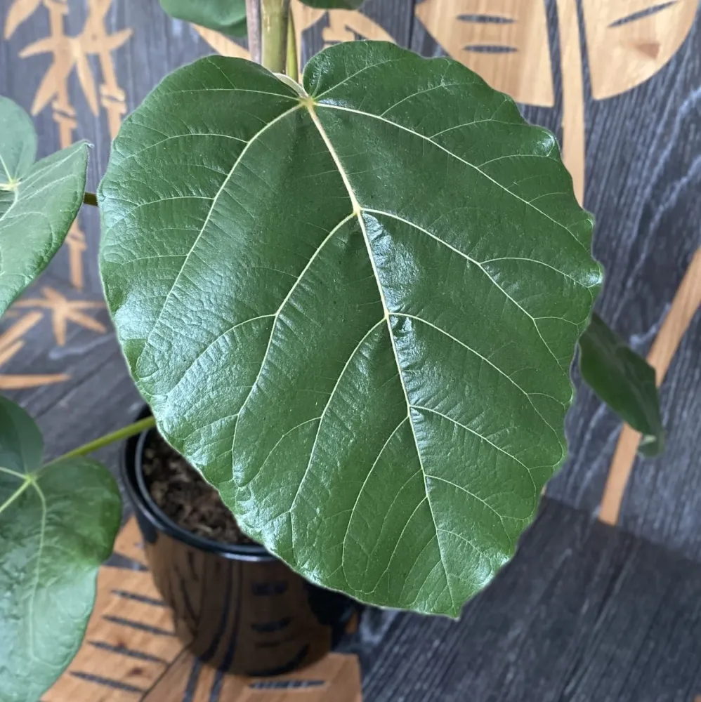 Ficus auriculata 'Everest'