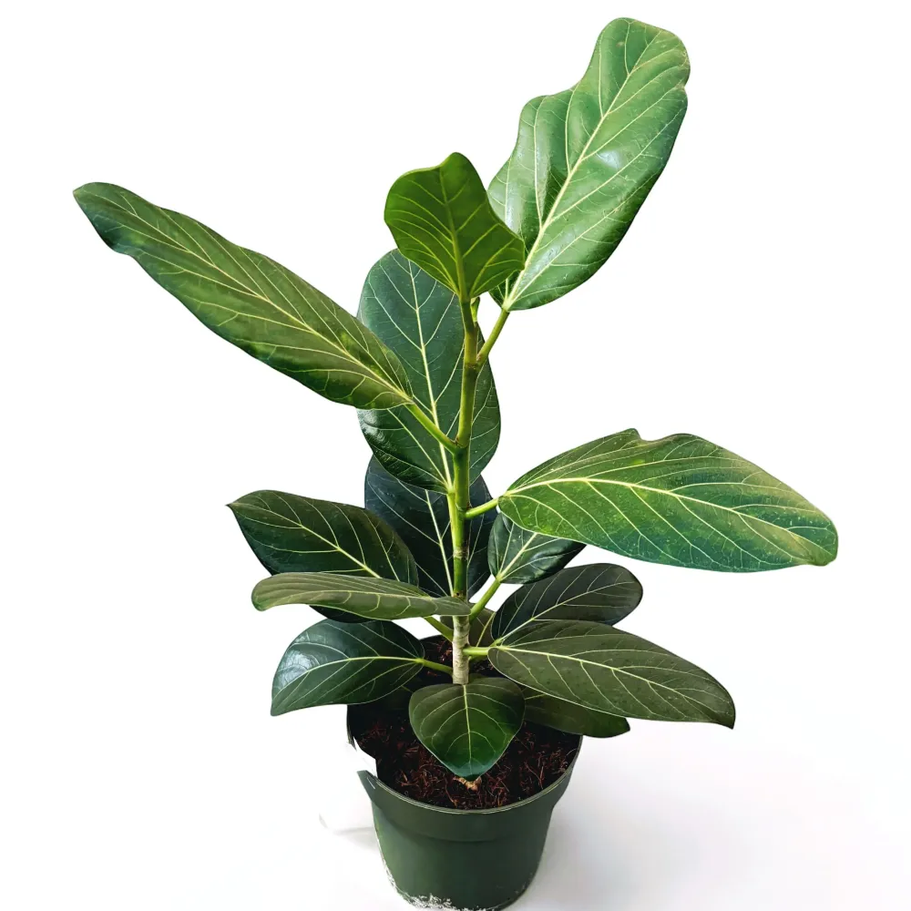Ficus benghalensis ‘Audrey’