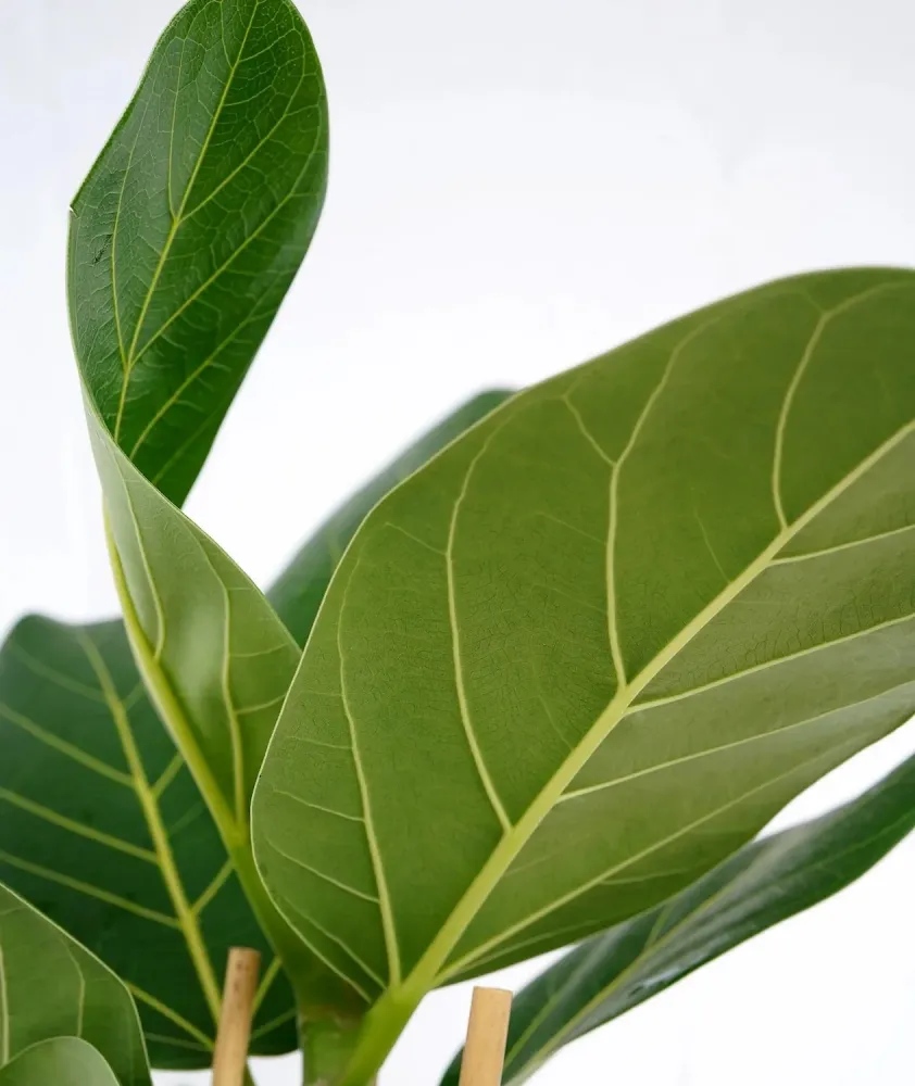 Ficus benghalensis ‘Audrey’