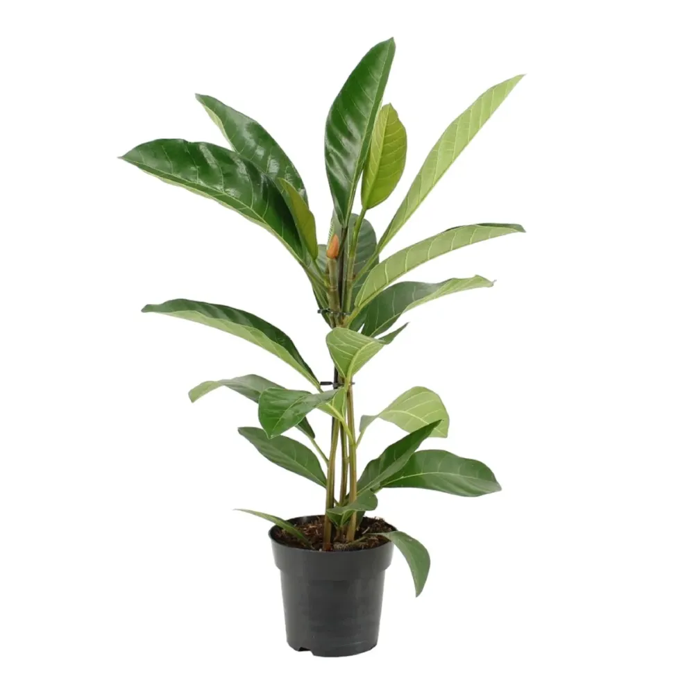 Ficus benghalensis Roy +2 plante/ghiveci