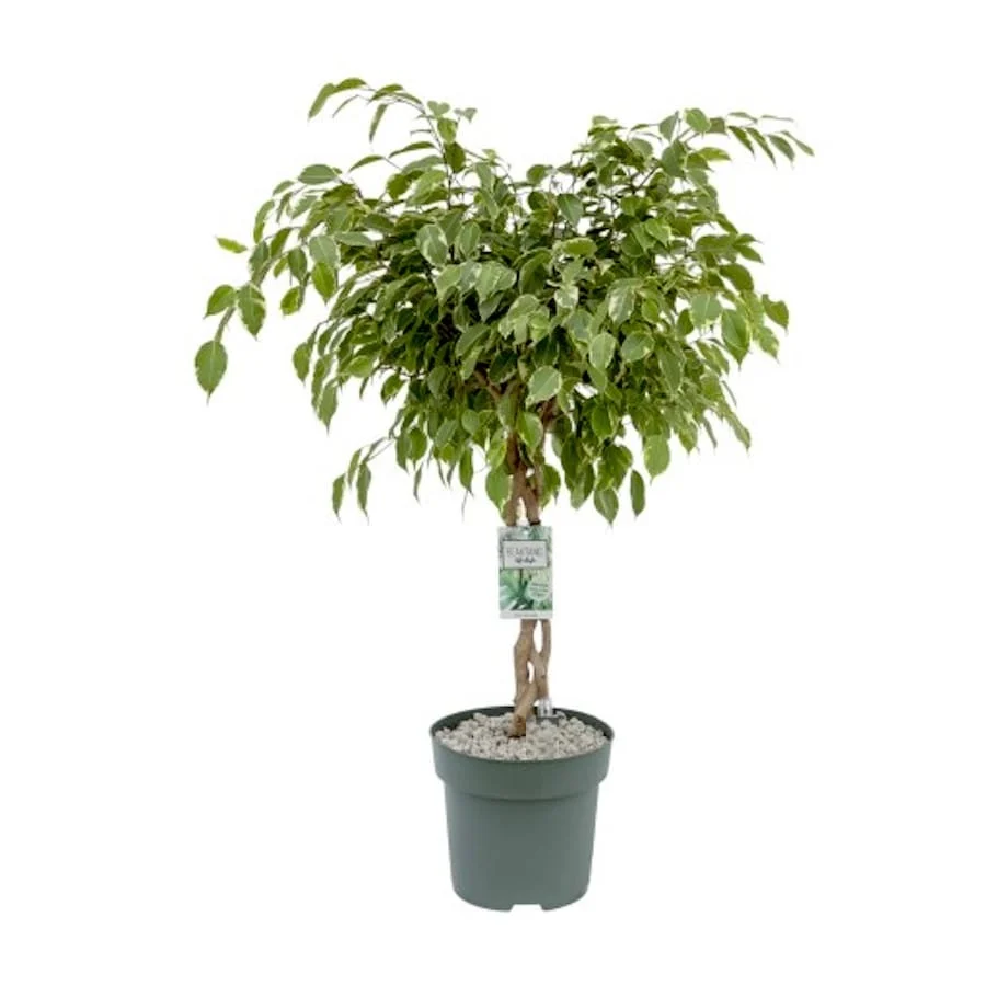 Ficus benjamina 'Golden King' (tulpina impletita) H130cm