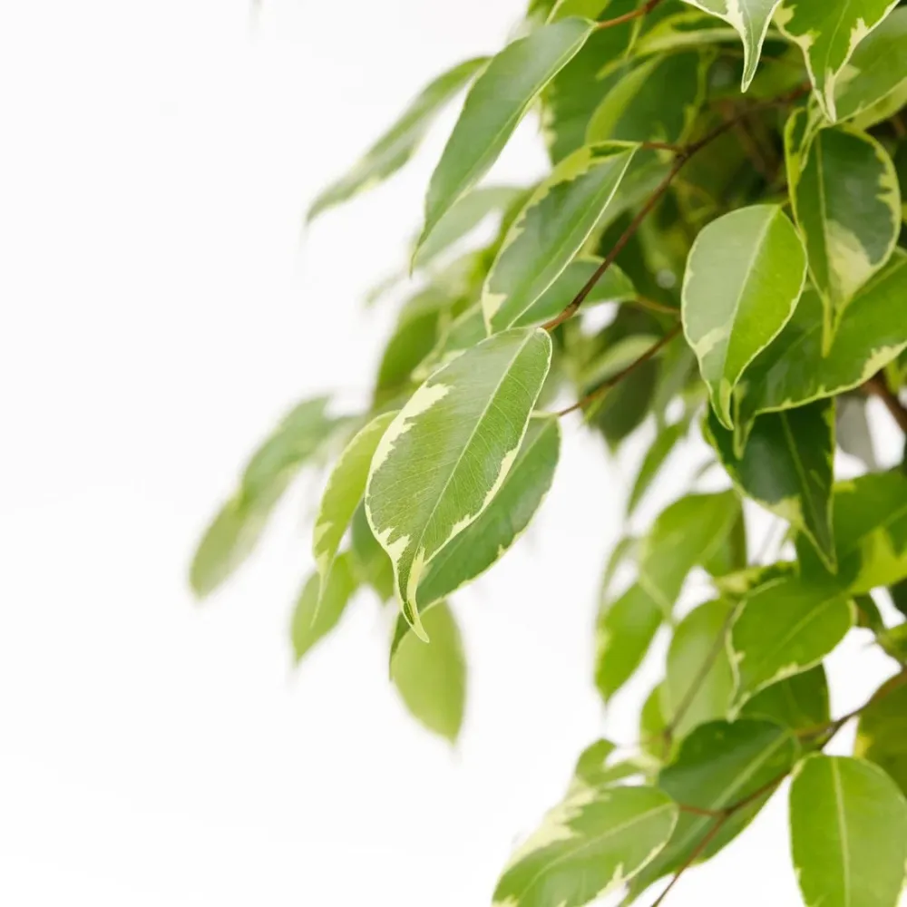 Ficus benjamina 'Golden King' (tulpina impletita) H130cm