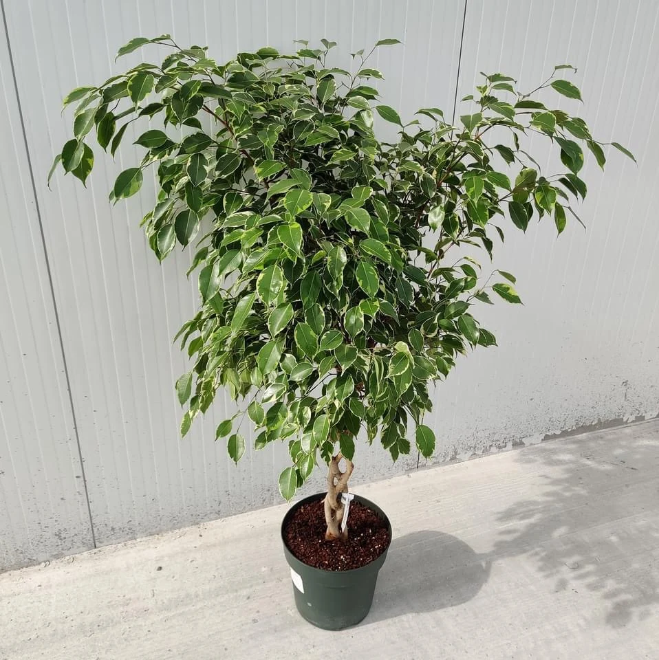 Ficus benjamina 'Golden King' (tulpina impletita) H130cm