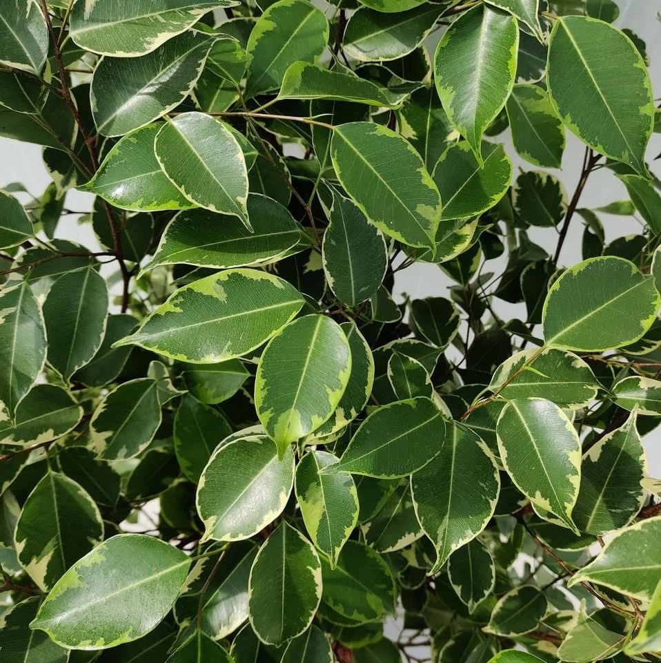 Ficus benjamina 'Golden King' (tulpina impletita) H130cm