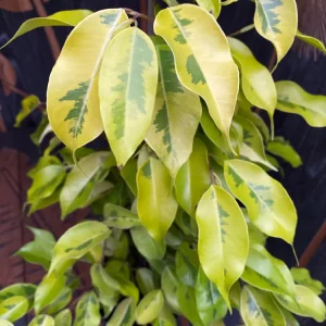 Ficus benjamina 'Golden Monique' - 2 plante/ghiveci