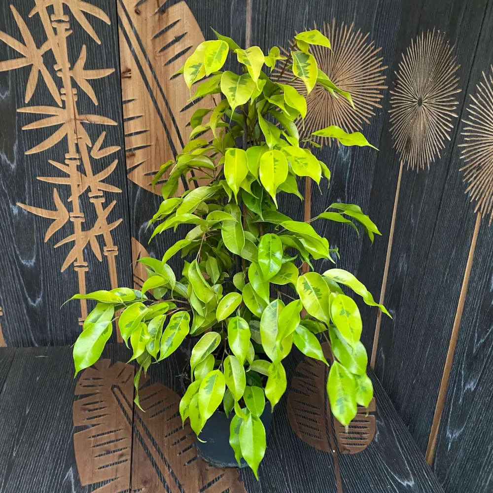 Ficus benjamina 'Golden Monique' - 2 plante/ghiveci
