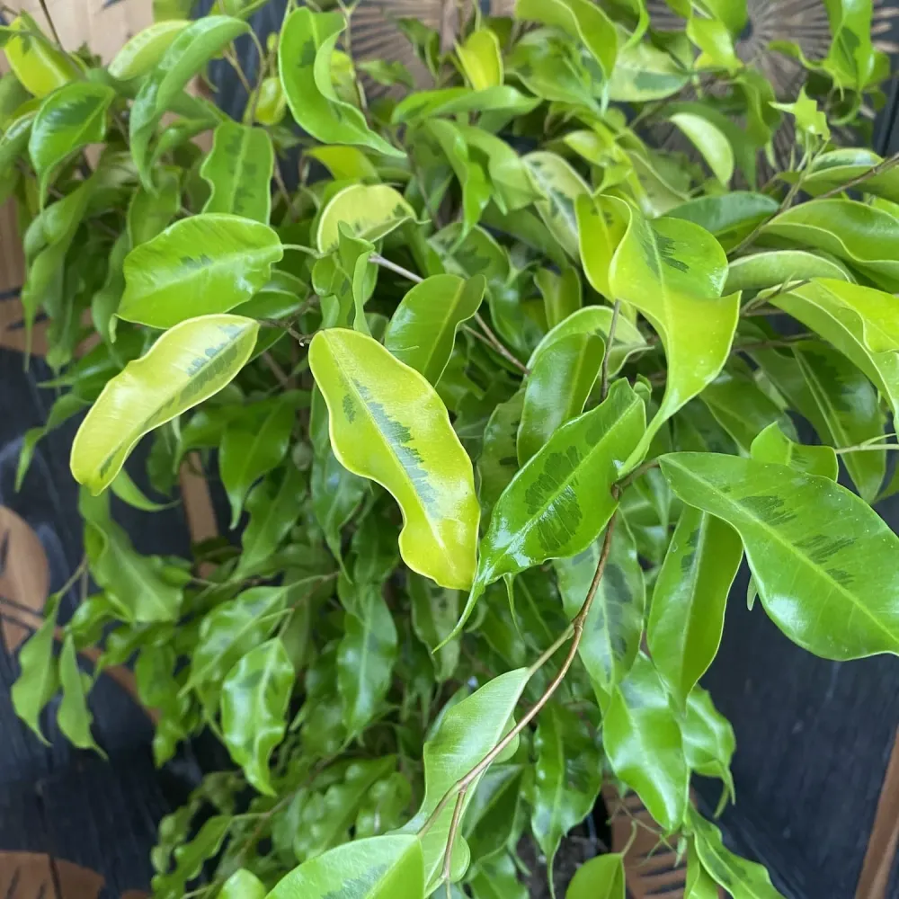 Ficus benjamina 'Golden Monique' - 2 plante/ghiveci