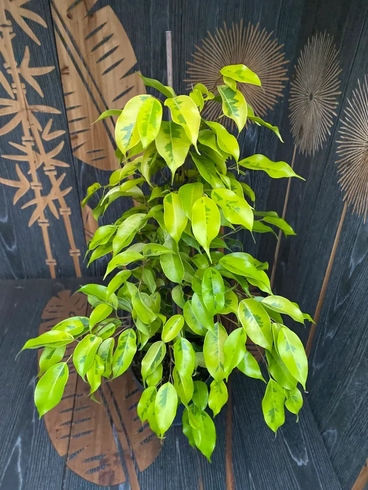 Ficus benjamina 'Golden Monique' - 2 plante/ghiveci
