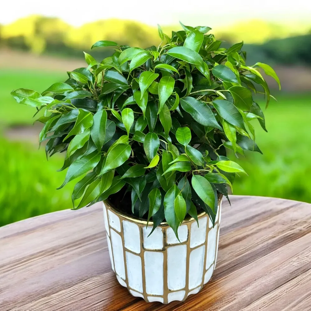 Ficus benjamina 'Green Kinky'