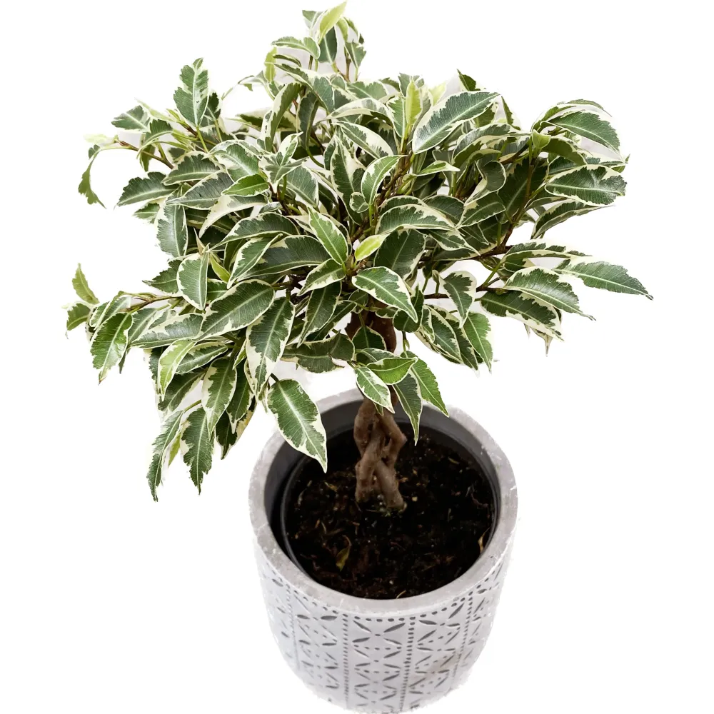 Ficus benjamina 'Nina’ impletit