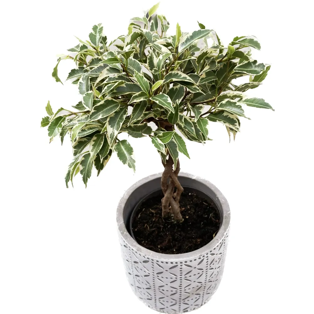 Ficus benjamina 'Nina’ impletit