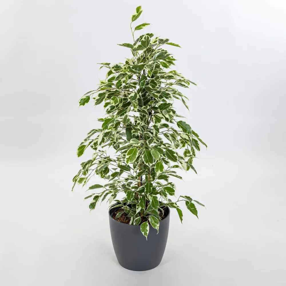 Ficus benjamina Twilight - 2 plante/ghiveci
