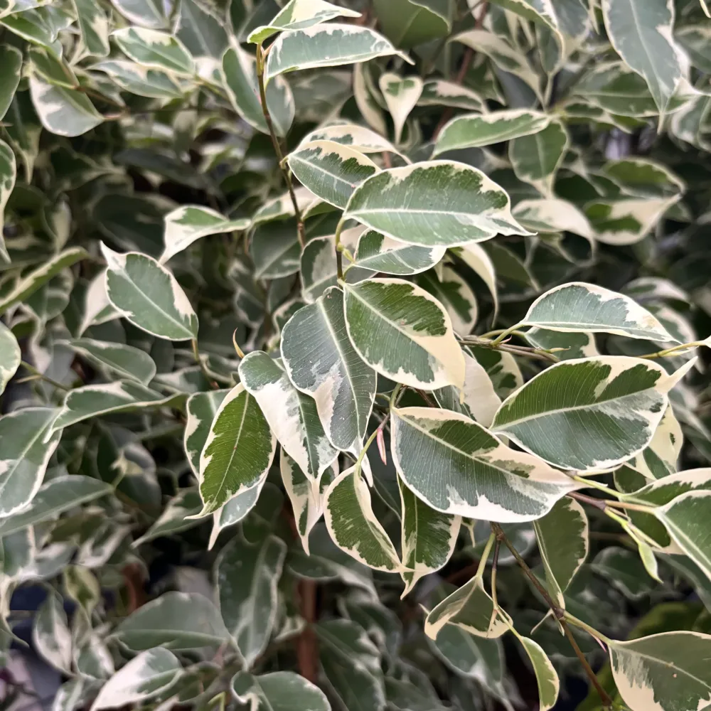 Ficus benjamina Twilight - 2 plante/ghiveci