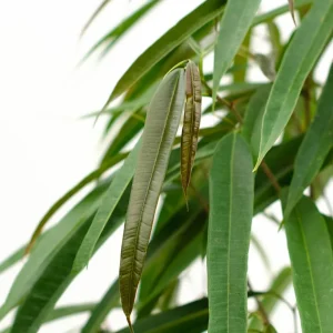 Ficus binnendijkii 'Alii'