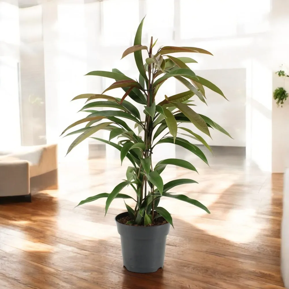 Ficus binnendijkii 'Amstel King' (2-3 plante/ghiveci)