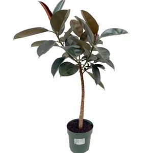 Ficus elastica Burgundy XL