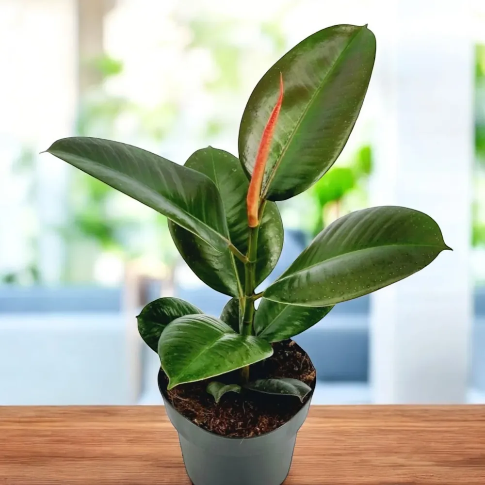 Ficus elastica ‘Robusta’ (Rubber Plant 'Robusta')