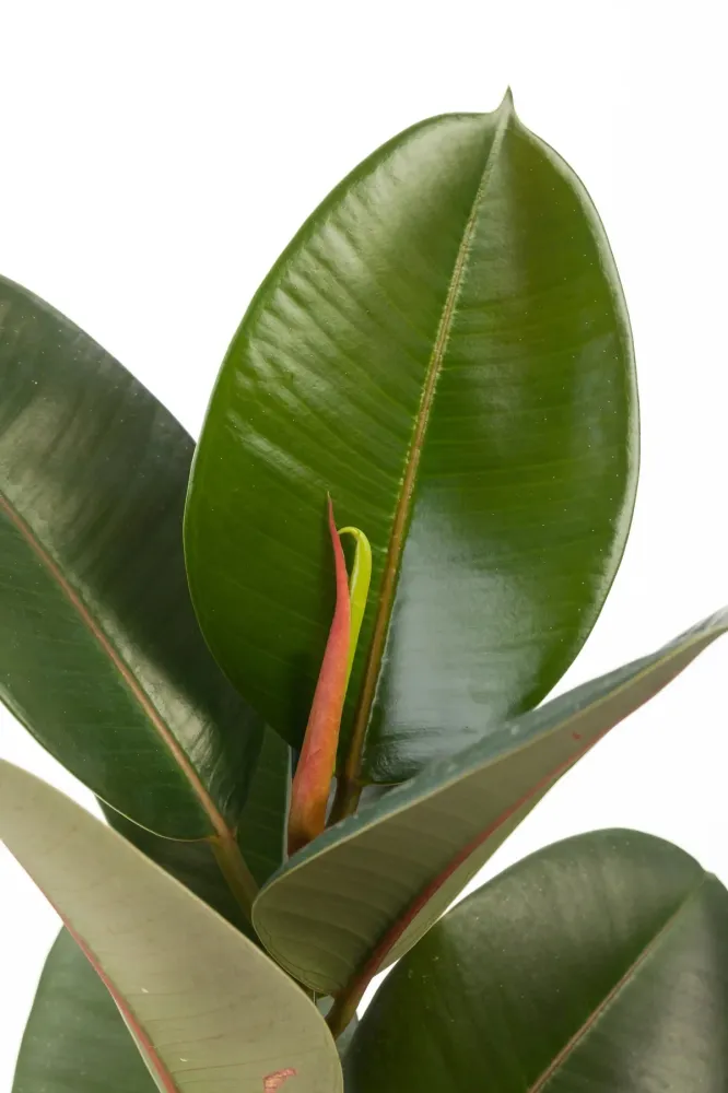 Ficus elastica ‘Robusta’ (Rubber Plant 'Robusta')