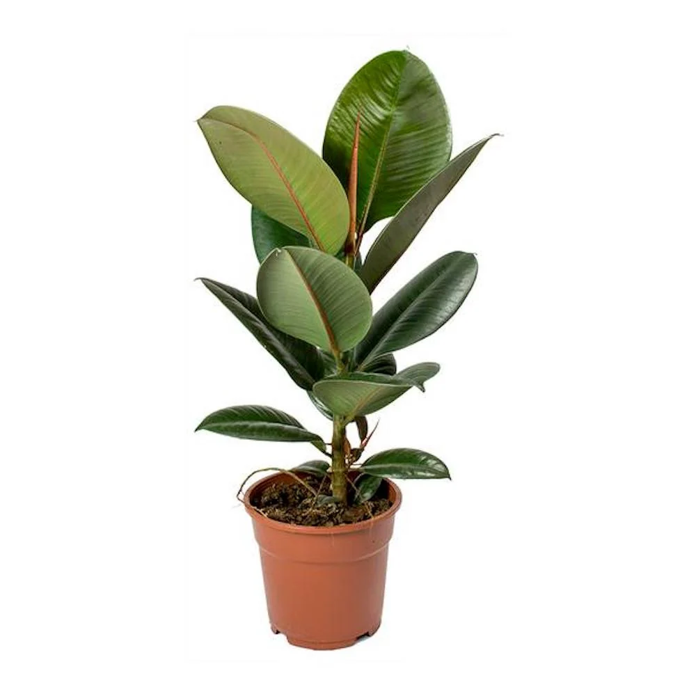 Ficus elastica ‘Robusta’ (Rubber Plant 'Robusta')