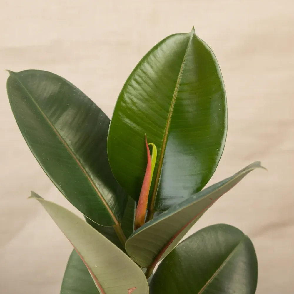 Ficus Elastica Robusta XL(Rubber Plant 'Robusta’)