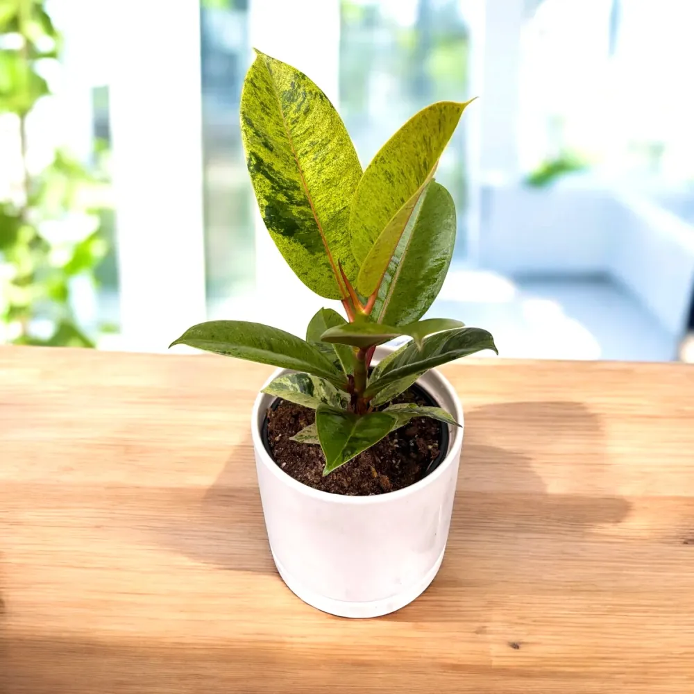 Ficus elastica 'Shivereana' ('Moonshine', 'Variegata') D12