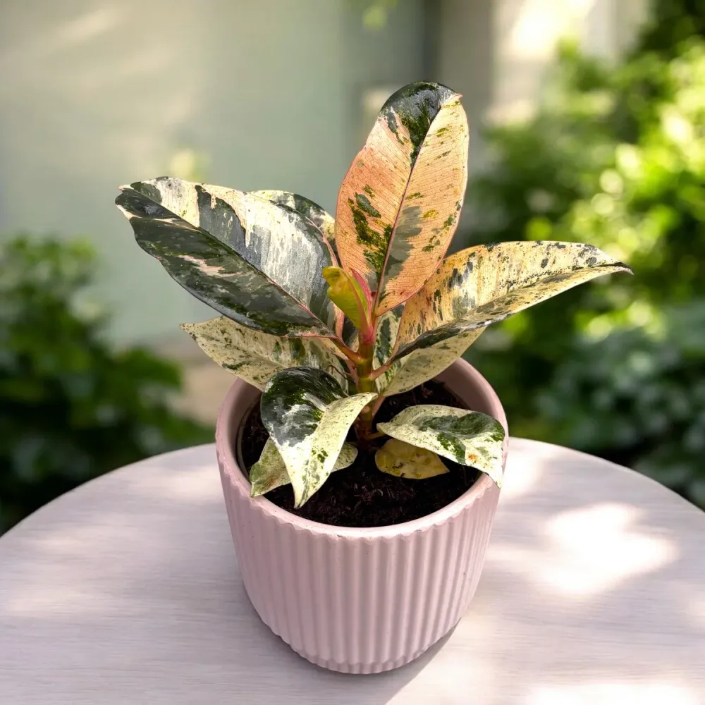 Ficus elastica 'Shivereana' ('Moonshine', 'Variegata') - stralucire unica si variegatie spectaculoasa