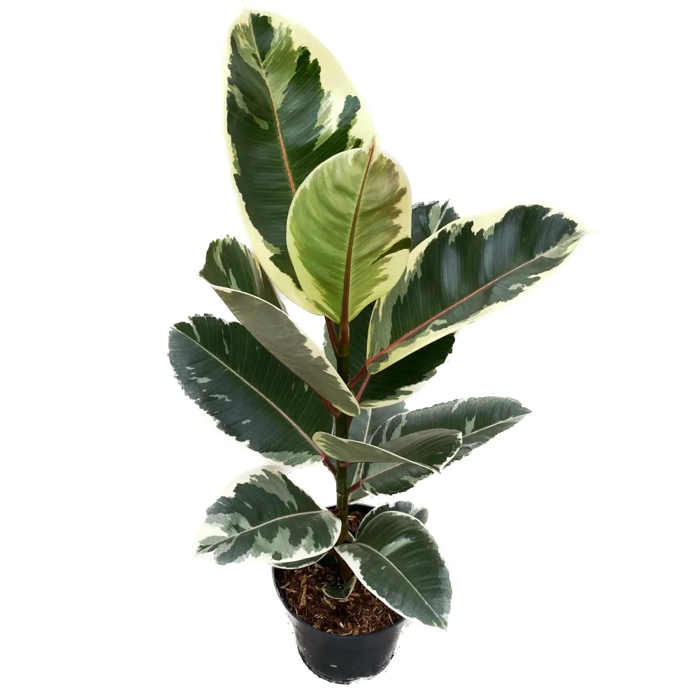 Ficus elastica Tineke H100 - planta decorativa cu frunzis variegat