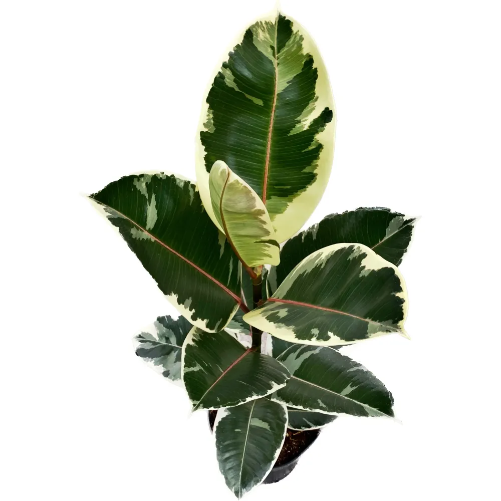 Ficus elastica Tineke H100 - planta decorativa cu frunzis variegat