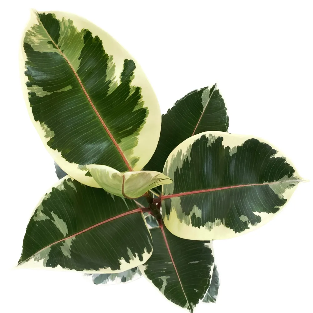 Ficus elastica Tineke H100 - planta decorativa cu frunzis variegat