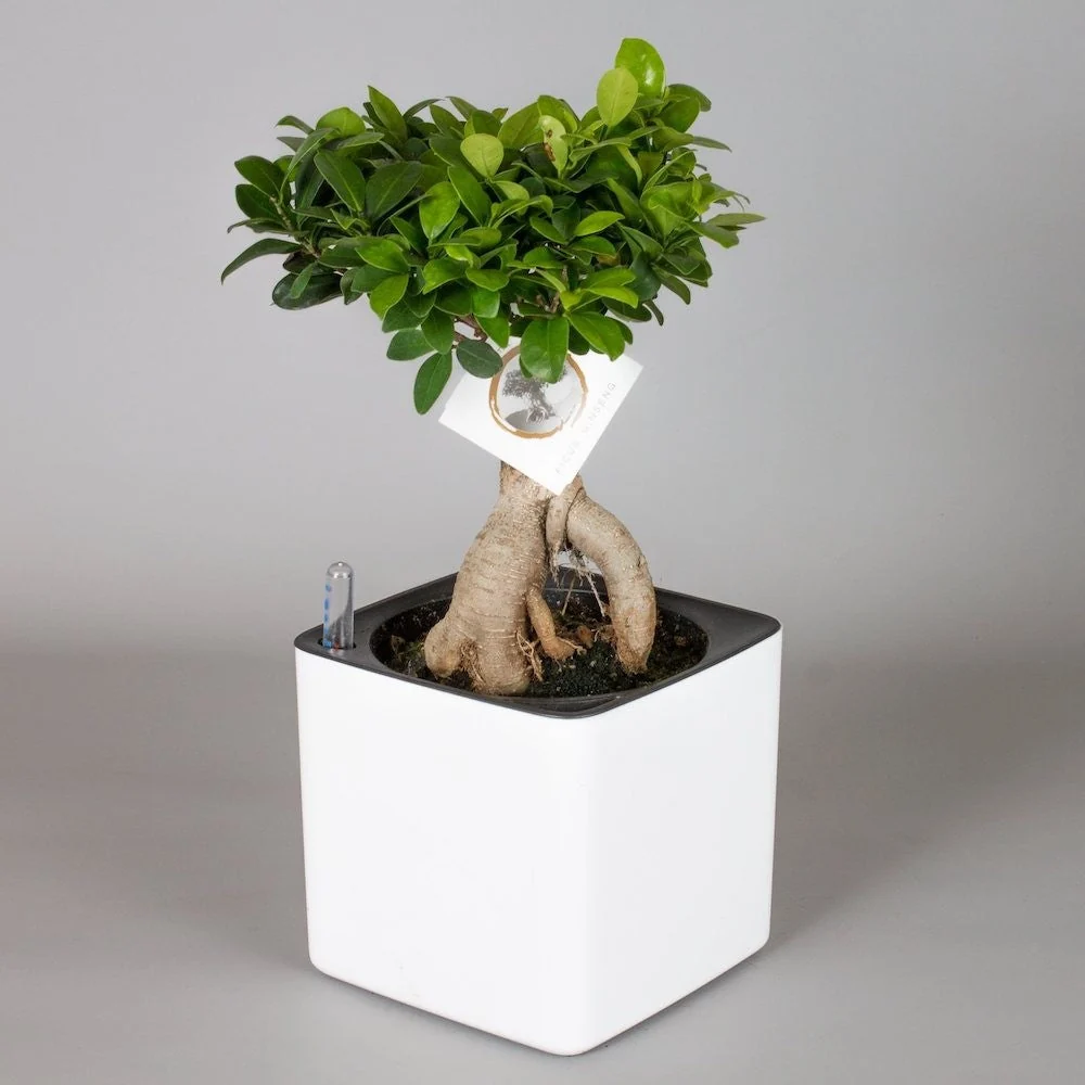 Ficus ginseng bonsai ghiveci inteligent H40 cm