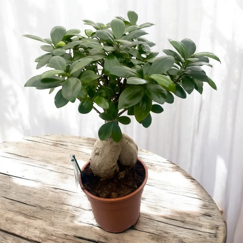 Ficus Ginseng bonsai H45 cm