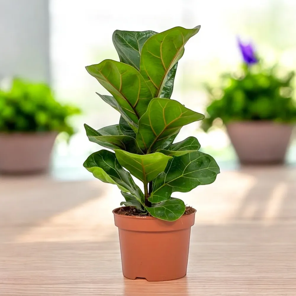 Ficus lyrata 'Bambino'