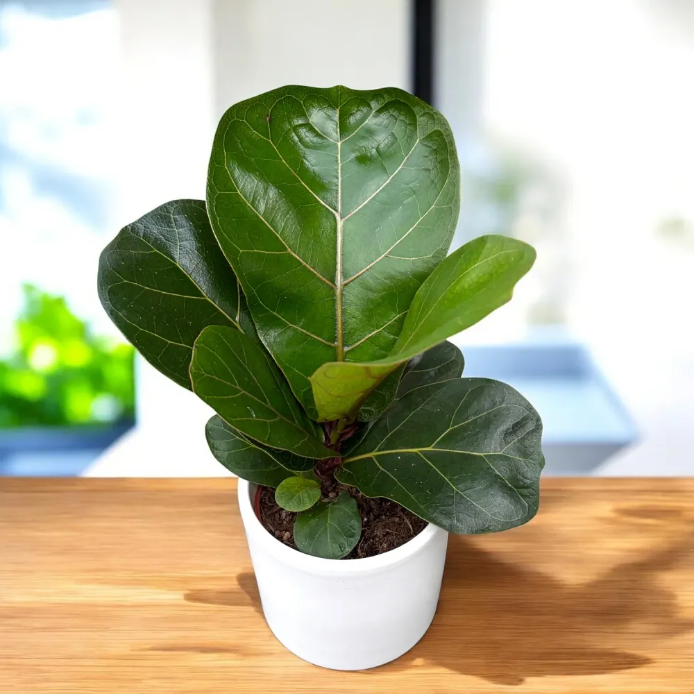 Ficus lyrata 'Bambino' D9