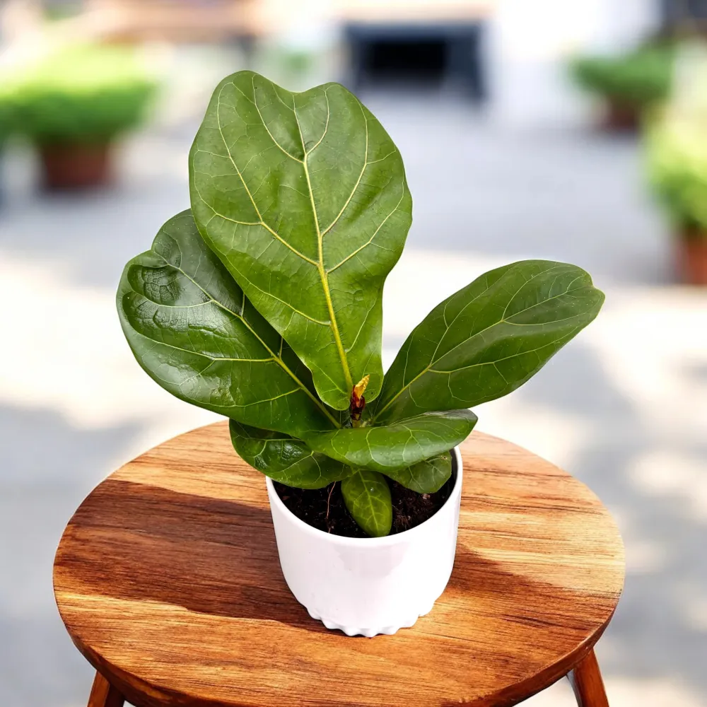 Ficus lyrata 'Bambino' D9