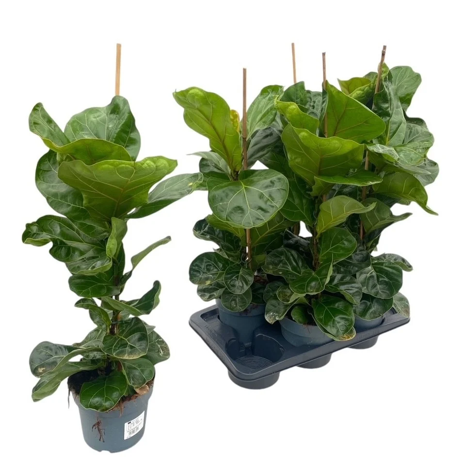 Ficus lyrata 'Bambino' D17