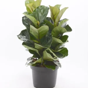 Ficus lyrata 'Bambino' (3 plante/ghiveci)
