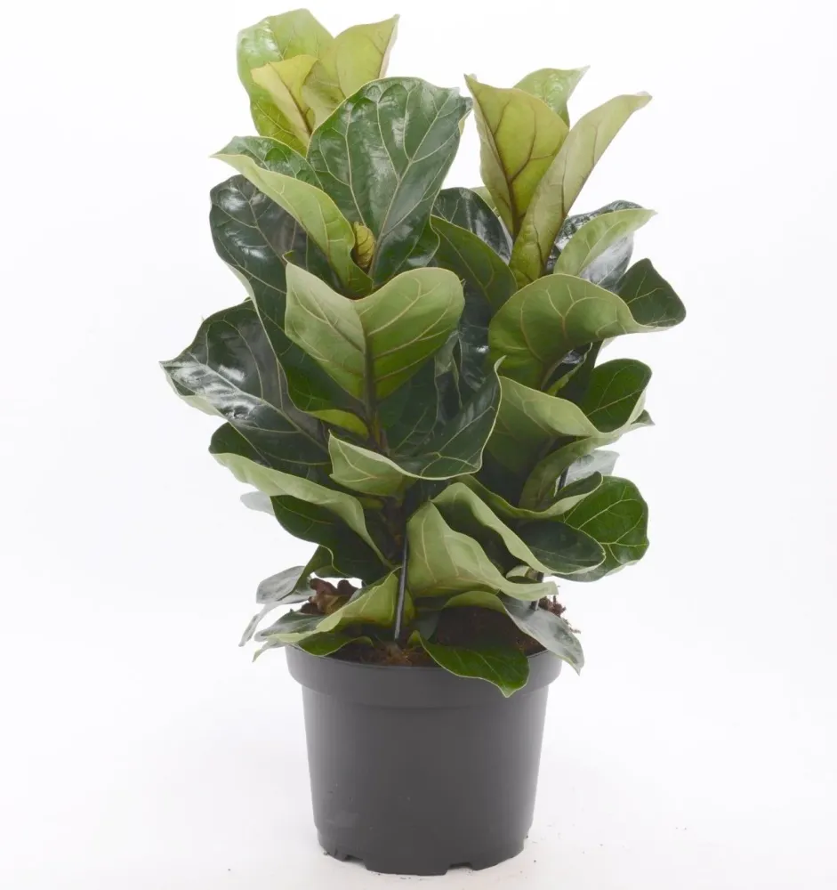 Ficus lyrata 'Bambino' (3 plante/ghiveci)