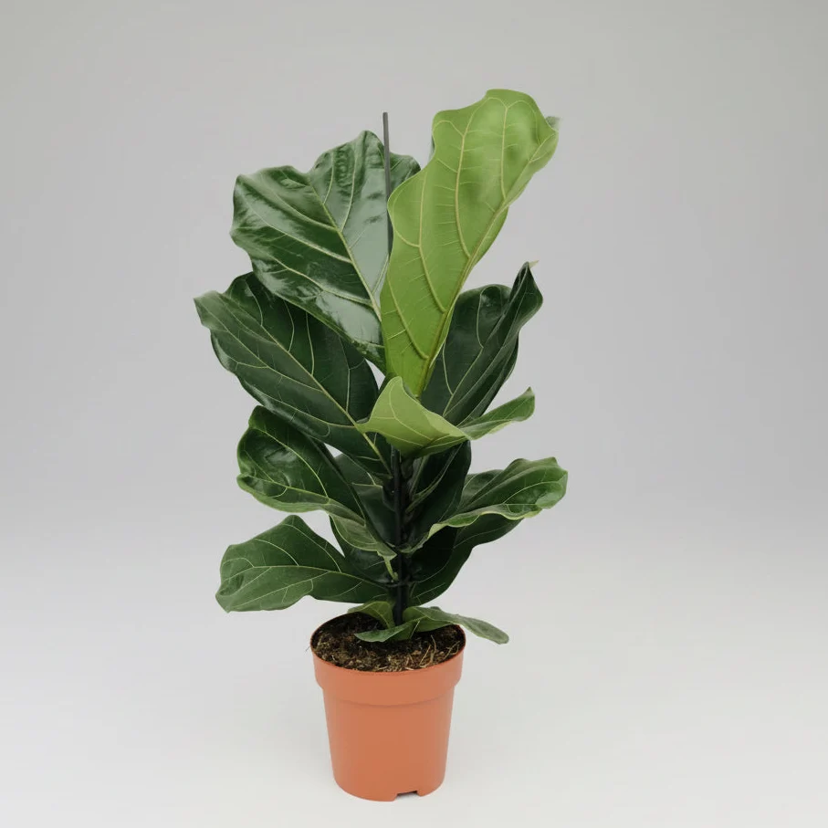 Ficus lyrata (smochin lira) D17