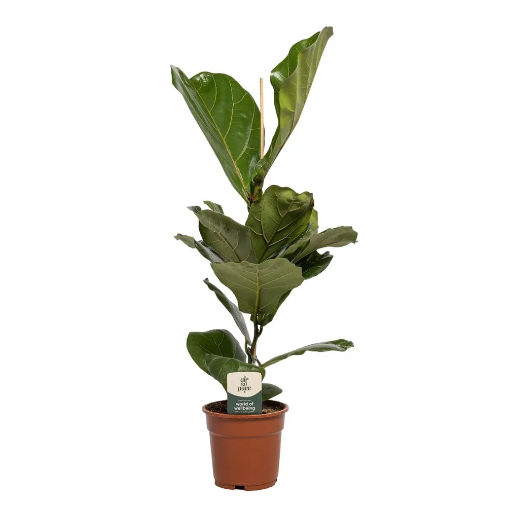 Ficus lyrata (smochin lira) D17