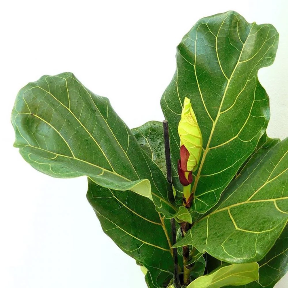Ficus lyrata (smochin lira) D21