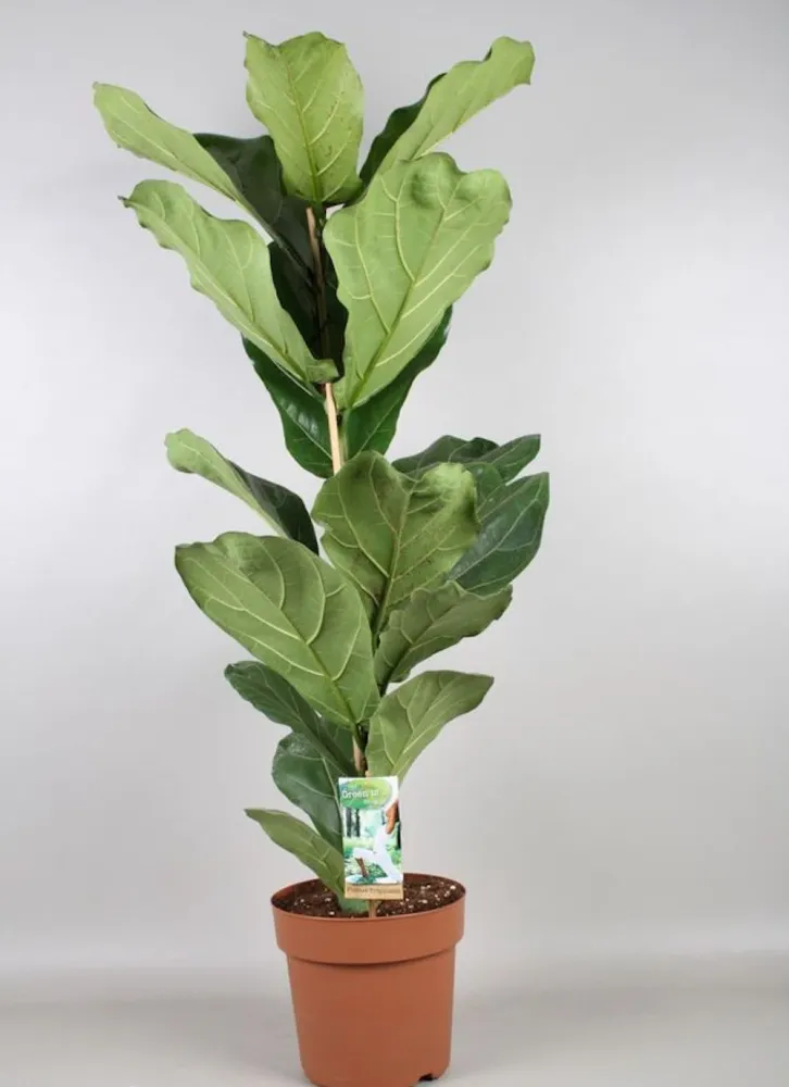 Ficus lyrata (smochin lira) D21