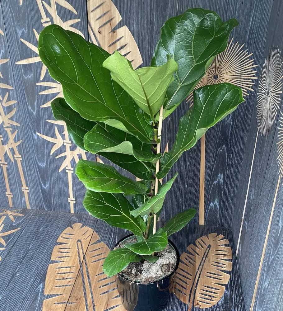 Ficus lyrata (smochin lira) D21