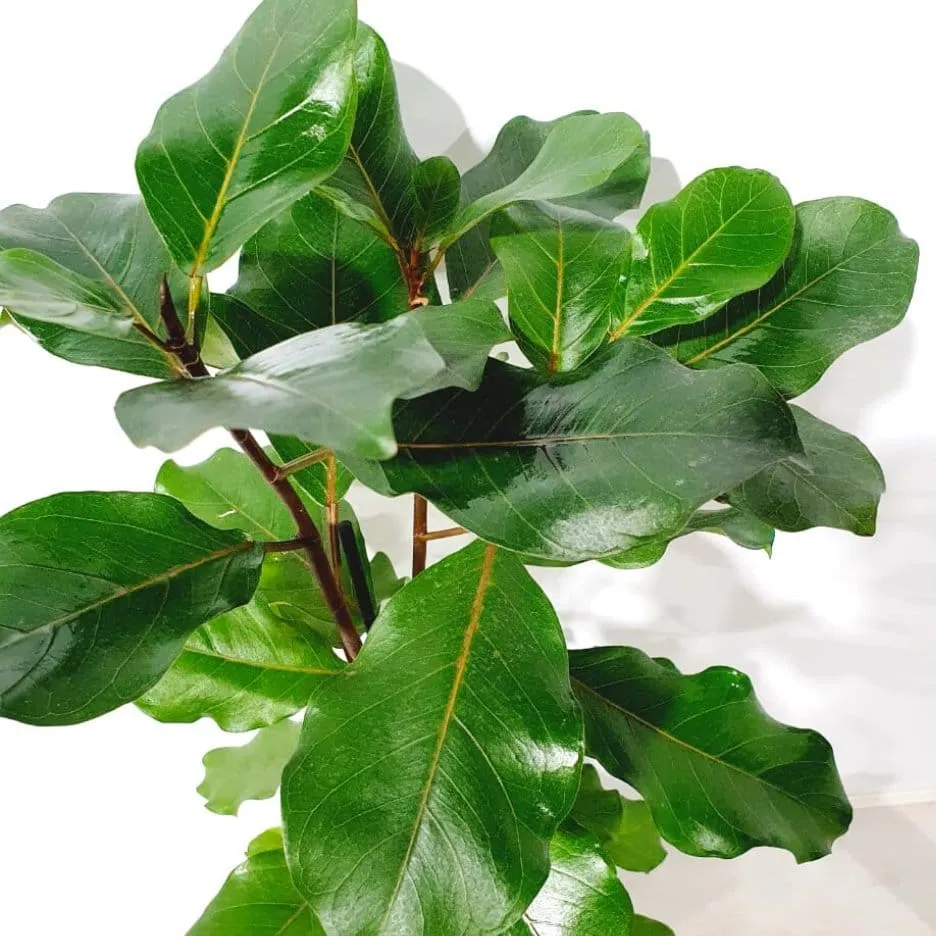 Ficus natalensis 'Lynn' (3 plante/ghiveci)