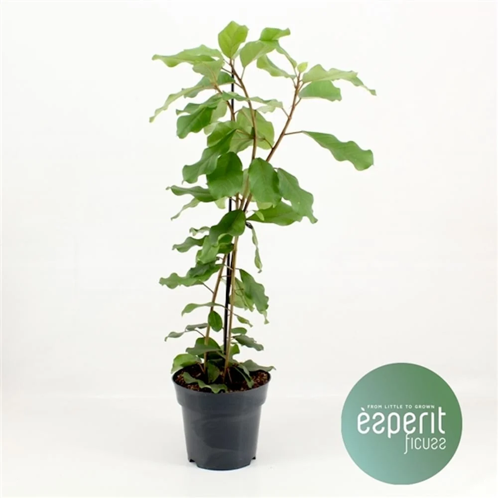 Ficus natalensis 'Lynn' (3 plante/ghiveci)